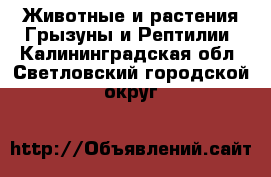 Животные и растения Грызуны и Рептилии. Калининградская обл.,Светловский городской округ 